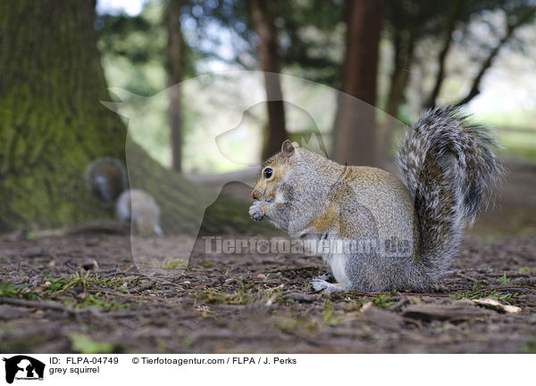 grey squirrel / FLPA-04749