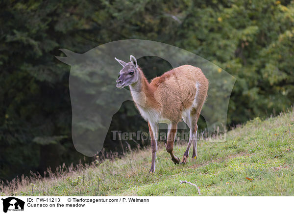 Guanaco on the meadow / PW-11213
