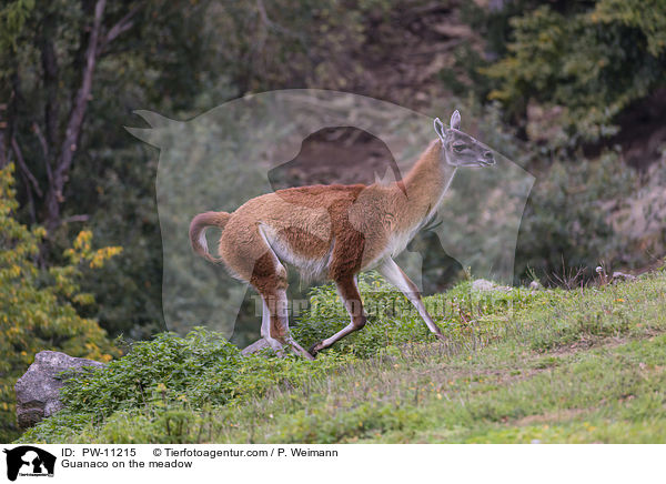 Guanaco on the meadow / PW-11215