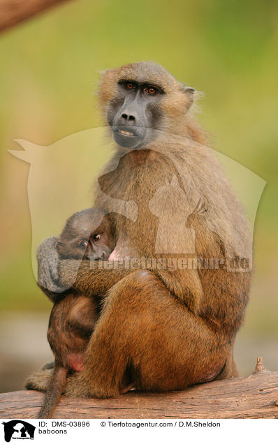 baboons / DMS-03896
