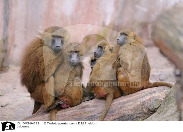 baboons / DMS-04382