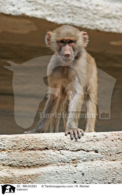 baboon / RR-00283