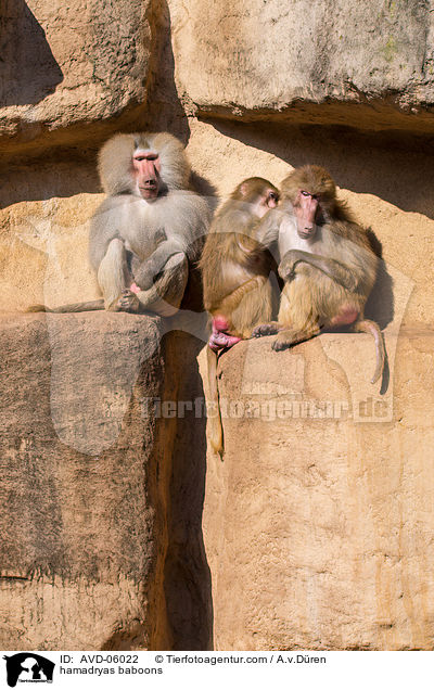 hamadryas baboons / AVD-06022
