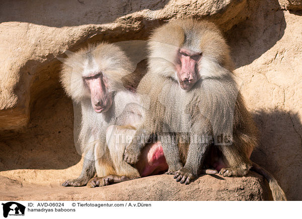 hamadryas baboons / AVD-06024