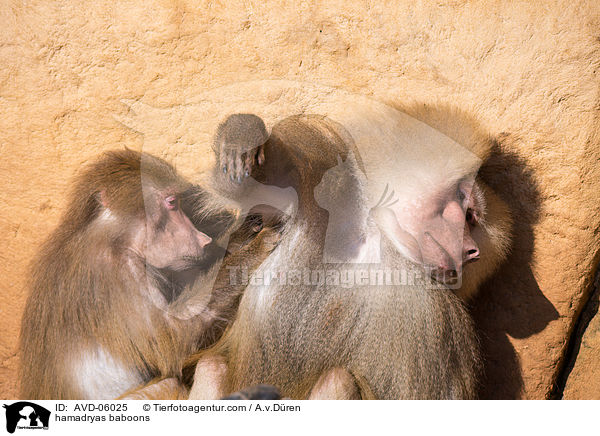 hamadryas baboons / AVD-06025