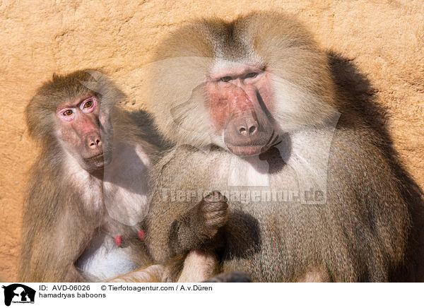 hamadryas baboons / AVD-06026