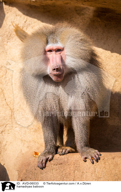 hamadryas baboon / AVD-06033