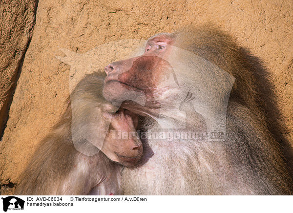 hamadryas baboons / AVD-06034
