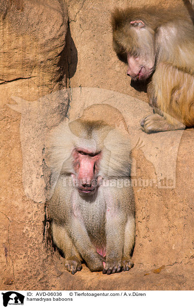 hamadryas baboons / AVD-06036