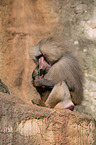 hamadryas baboon