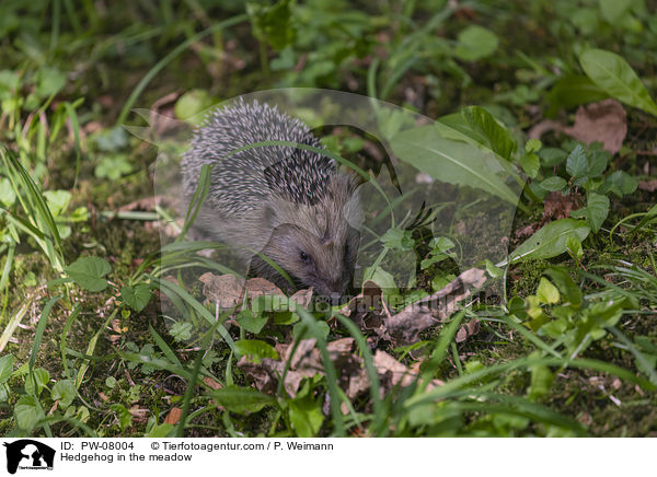 Hedgehog in the meadow / PW-08004