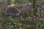 walking Hedgehog