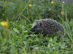 Hedgehog in the meadow