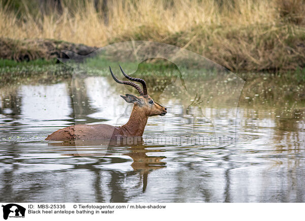 Black heel antelope bathing in water / MBS-25336