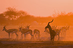 impala and springbok