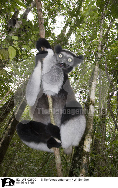 kletternder Indri / climbing indri / WS-02690