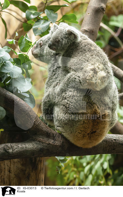 Koala / IG-03013