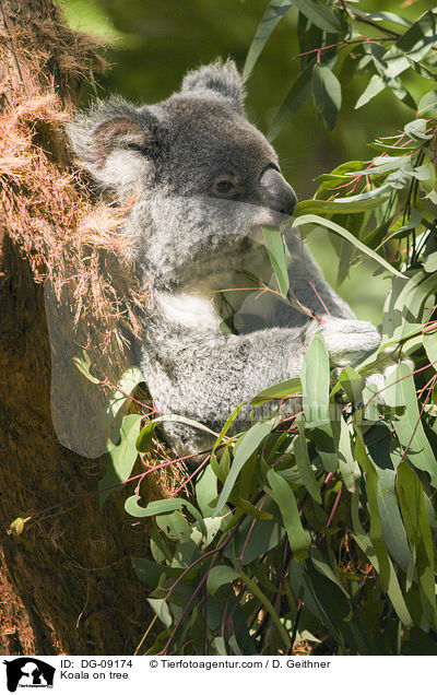 Koala on tree / DG-09174