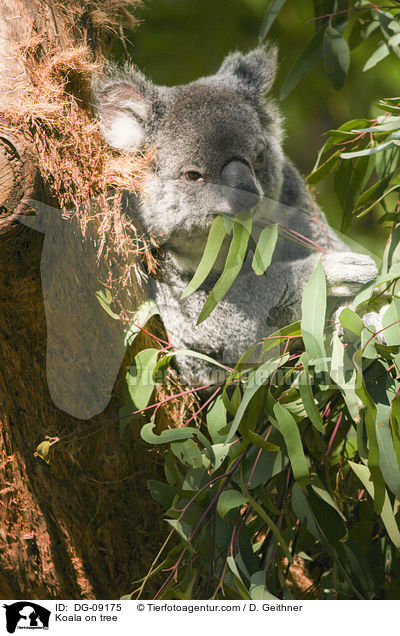 Koala on tree / DG-09175