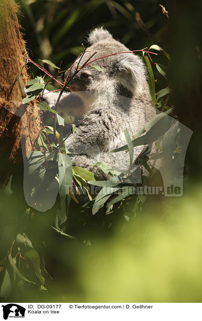 Koala on tree / DG-09177