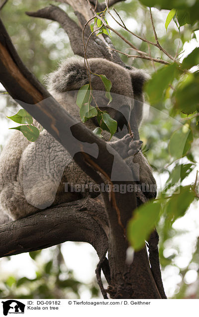 Koala on tree / DG-09182