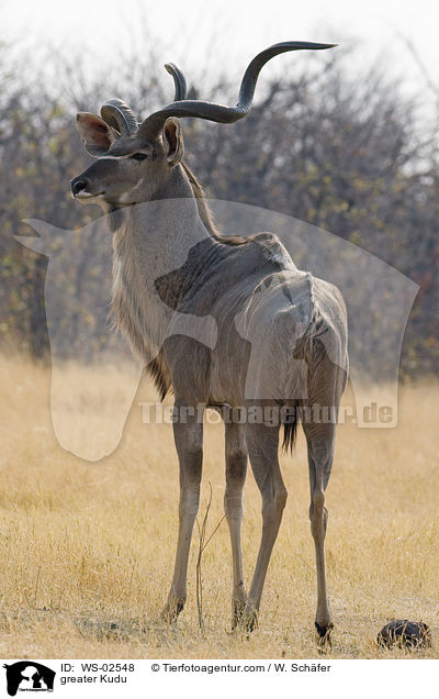 greater Kudu / WS-02548