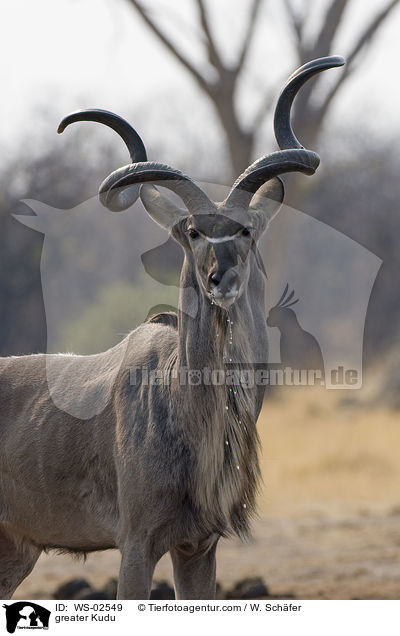 greater Kudu / WS-02549
