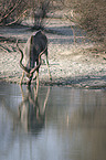 greater Kudu