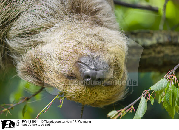 Linnaeus's two-toed sloth / PW-13190