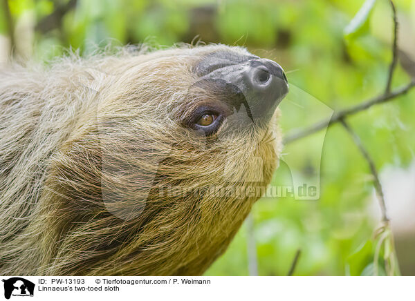 Linnaeus's two-toed sloth / PW-13193