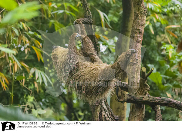 Linnaeus's two-toed sloth / PW-13899