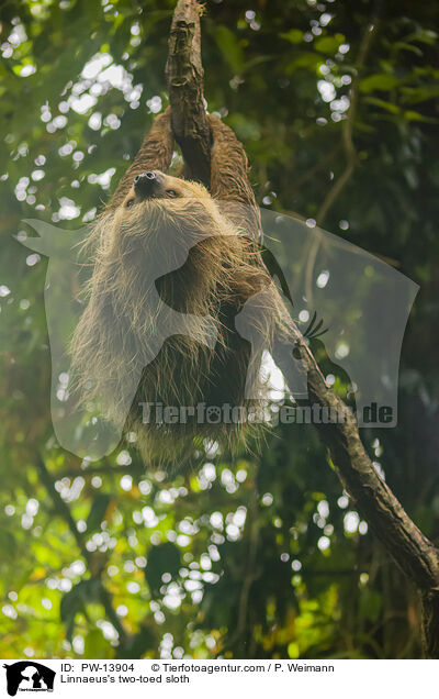 Linnaeus's two-toed sloth / PW-13904