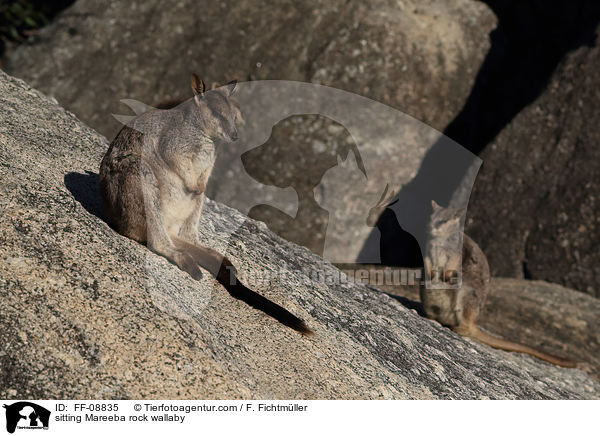 sitting Mareeba rock wallaby / FF-08835