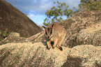 standing Mareeba rock wallaby