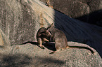 Mareeba rock wallaby at the rock