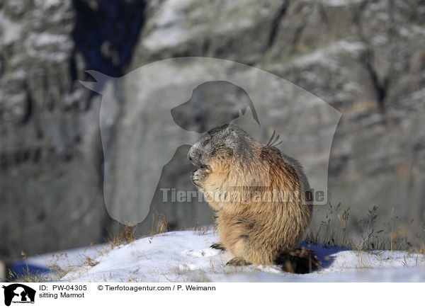 sitting Marmot / PW-04305