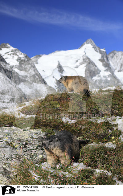 Alpine Marmots / PW-04306
