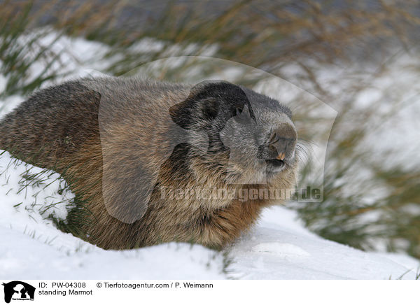 standing Marmot / PW-04308