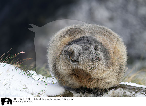 standing Marmot / PW-04309