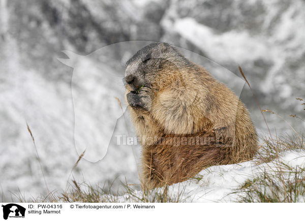 sitting Marmot / PW-04316