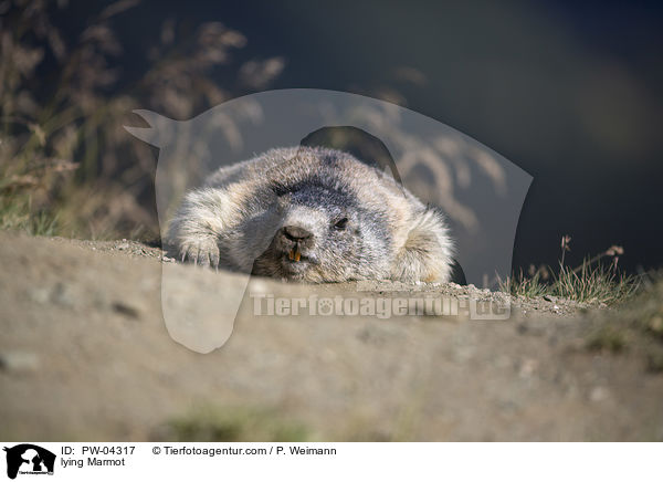 lying Marmot / PW-04317