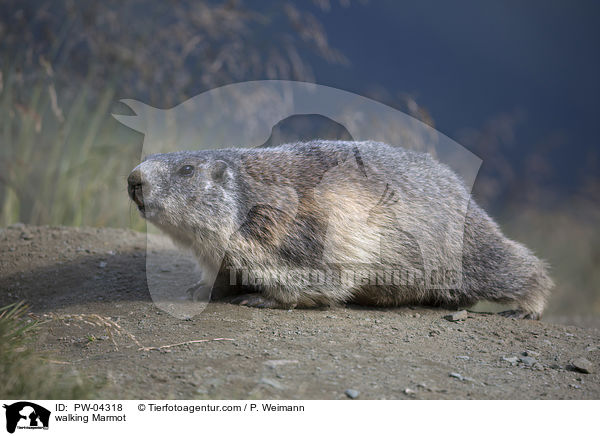 walking Marmot / PW-04318
