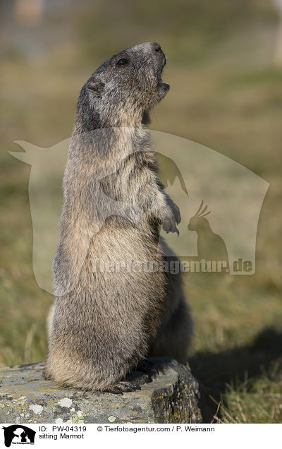 sitting Marmot / PW-04319