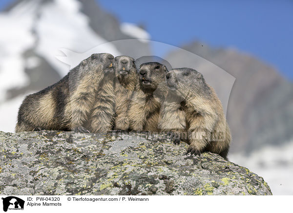 Alpine Marmots / PW-04320