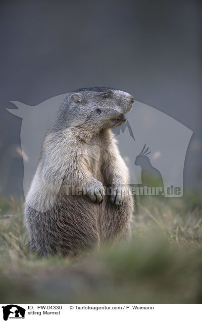 sitting Marmot / PW-04330