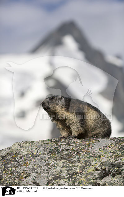 sitting Marmot / PW-04331