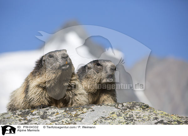 Alpine Marmots / PW-04332