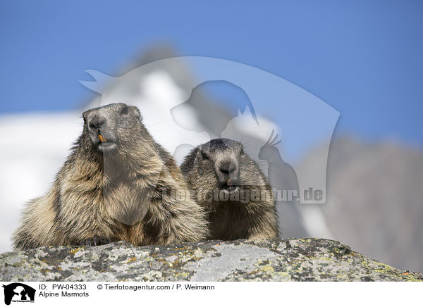 Alpine Marmots / PW-04333