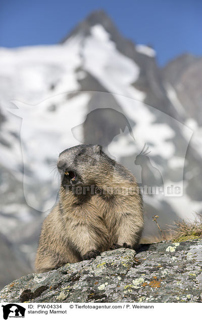 standing Marmot / PW-04334