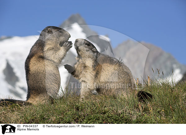Alpine Marmots / PW-04337